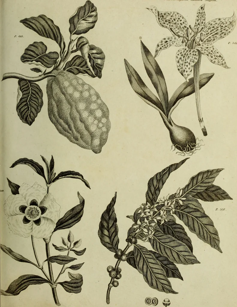 An illustration from The universal herbal; or, botanical, medical, and agricultural dictionary / [Thomas Green]., 1828, leaf 83