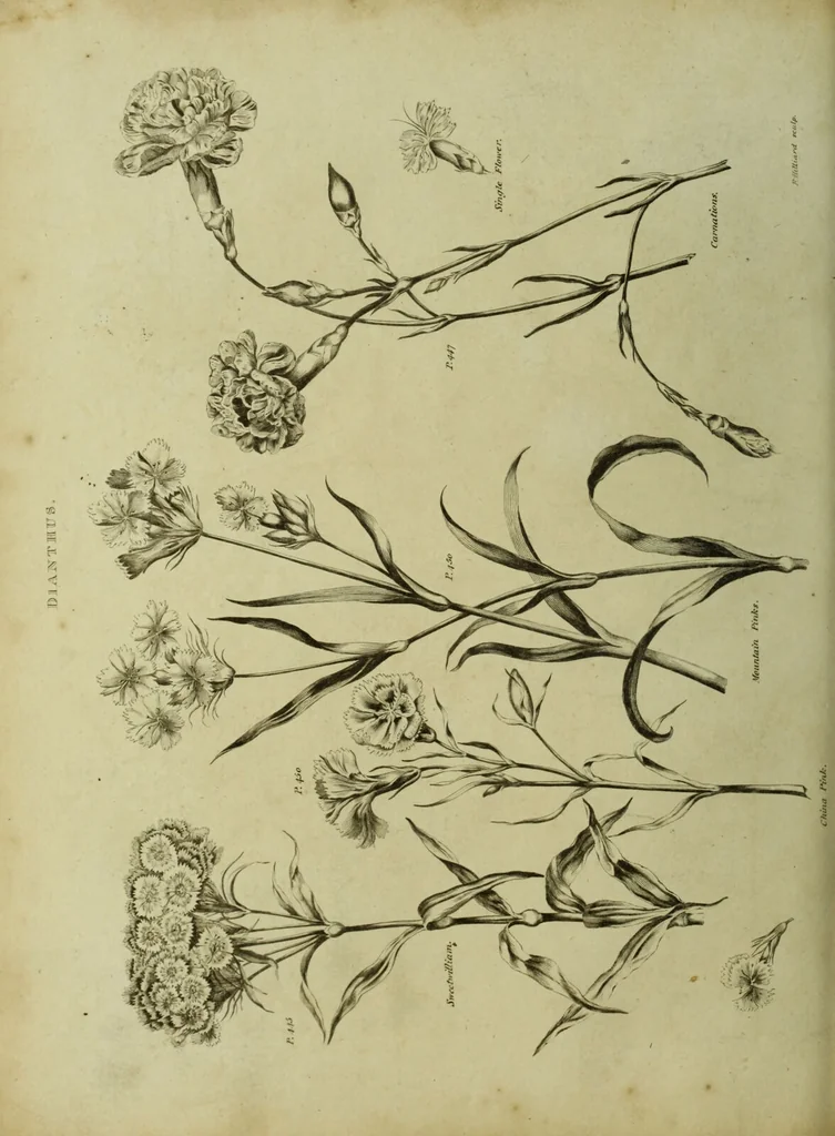 An illustration from The universal herbal; or, botanical, medical, and agricultural dictionary / [Thomas Green]., 1828, leaf 86