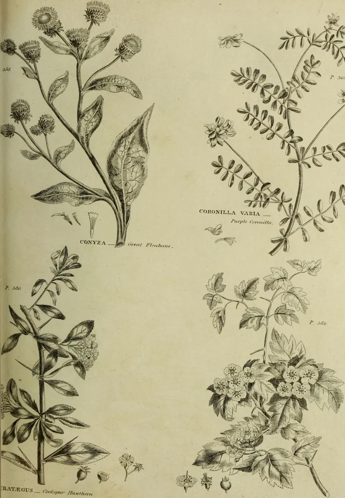 An illustration from The universal herbal; or, botanical, medical, and agricultural dictionary / [Thomas Green]., 1828, leaf 87