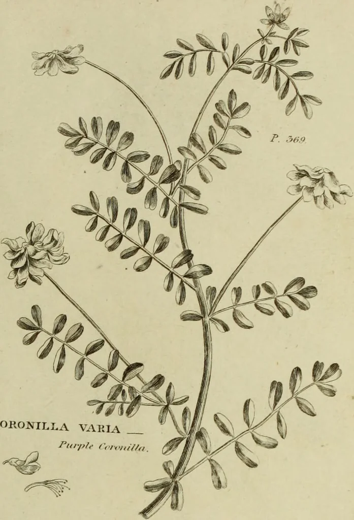 An illustration from The universal herbal; or, botanical, medical, and agricultural dictionary / [Thomas Green]., 1828, leaf 87