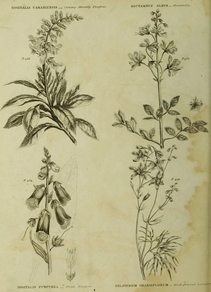 An illustration from The universal herbal; or, botanical, medical, and agricultural dictionary / [Thomas Green]., 1828, leaf 90