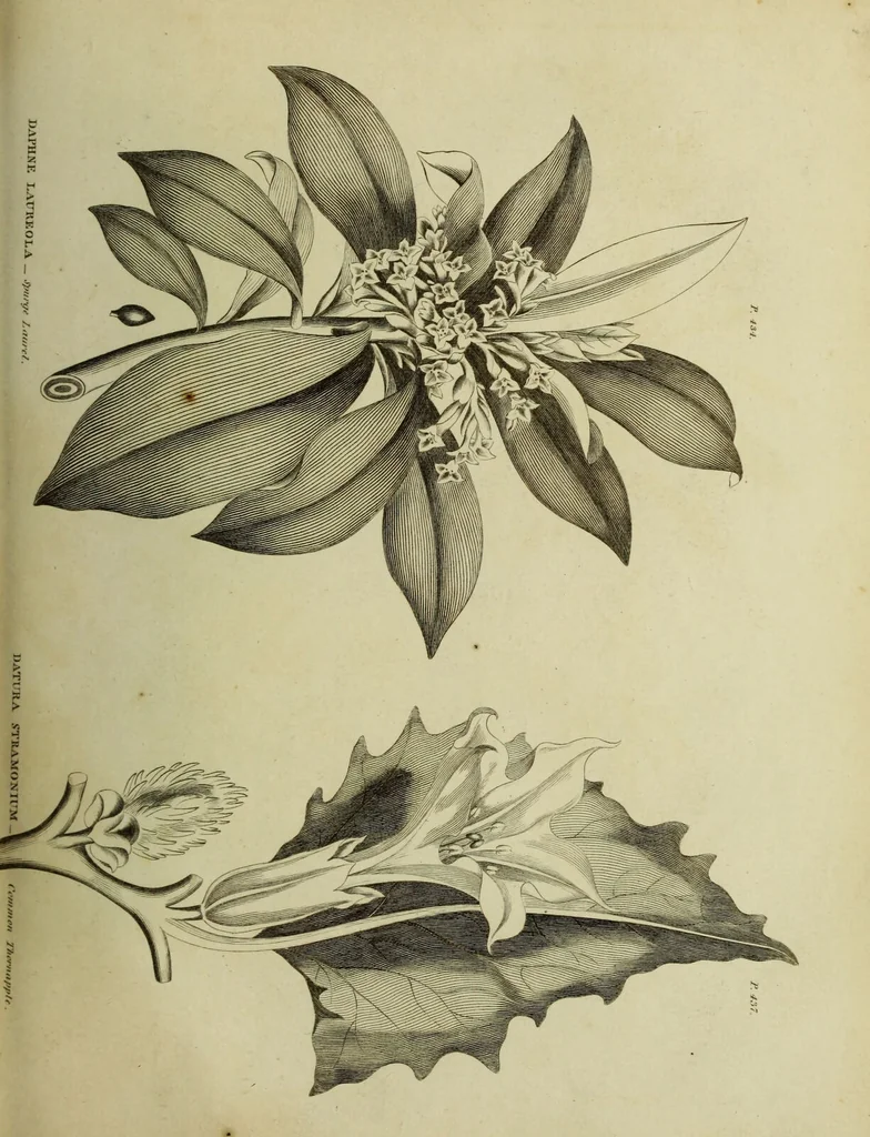 An illustration from The universal herbal; or, botanical, medical, and agricultural dictionary / [Thomas Green]., 1828, leaf 91