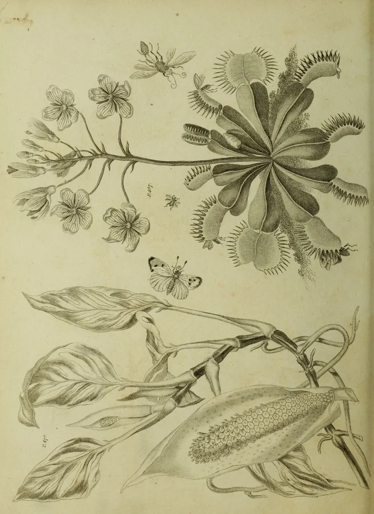 An illustration from The universal herbal; or, botanical, medical, and agricultural dictionary / [Thomas Green]., 1828, leaf 94