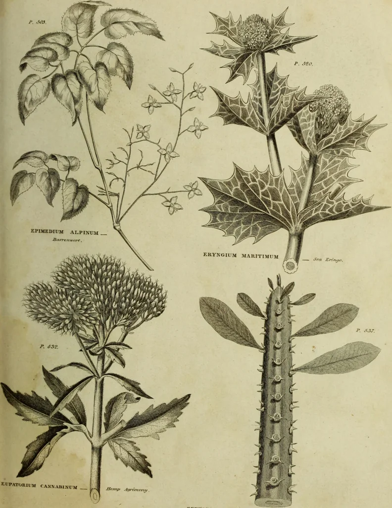 An illustration from The universal herbal; or, botanical, medical, and agricultural dictionary / [Thomas Green]., 1828, leaf 95