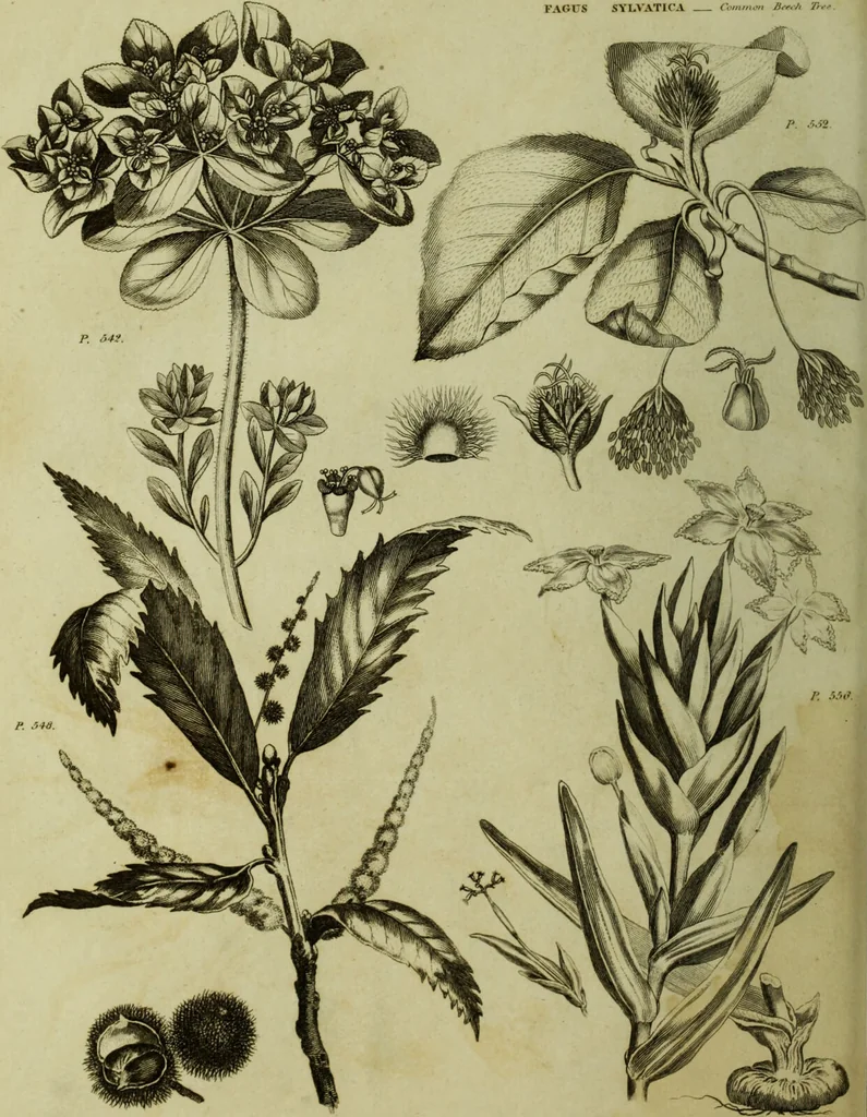 An illustration from The universal herbal; or, botanical, medical, and agricultural dictionary / [Thomas Green]., 1828, leaf 98