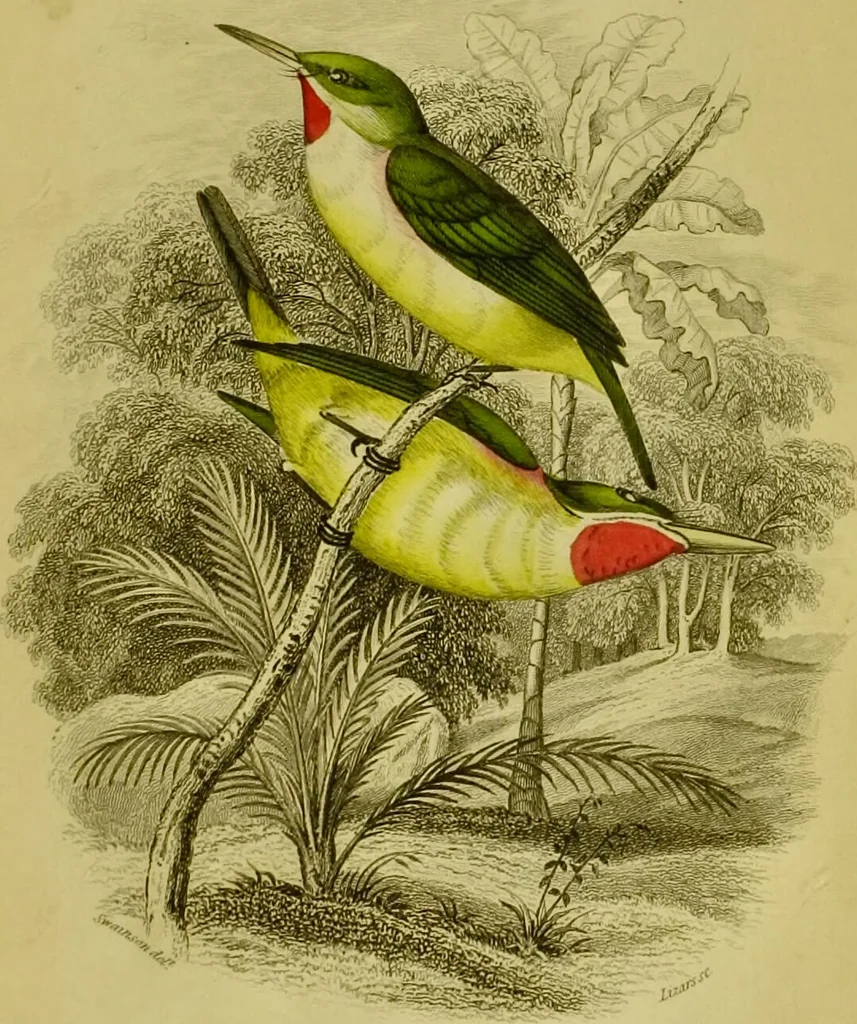 An illustration from The natural arrangement and relations of the family of flycatchers, or muscicapidae / Illustrated by thirty-three coloured plates, with portrait and memoir of Baron Haller., 1838, leaf 13
