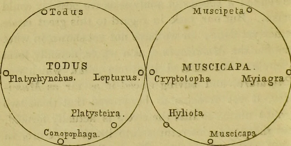 An illustration from The natural arrangement and relations of the family of flycatchers, or muscicapidae / Illustrated by thirty-three coloured plates, with portrait and memoir of Baron Haller., 1838, leaf 240
