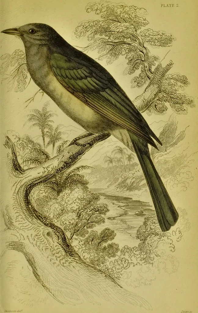 An illustration from The natural arrangement and relations of the family of flycatchers, or muscicapidae / Illustrated by thirty-three coloured plates, with portrait and memoir of Baron Haller., 1838, leaf 273