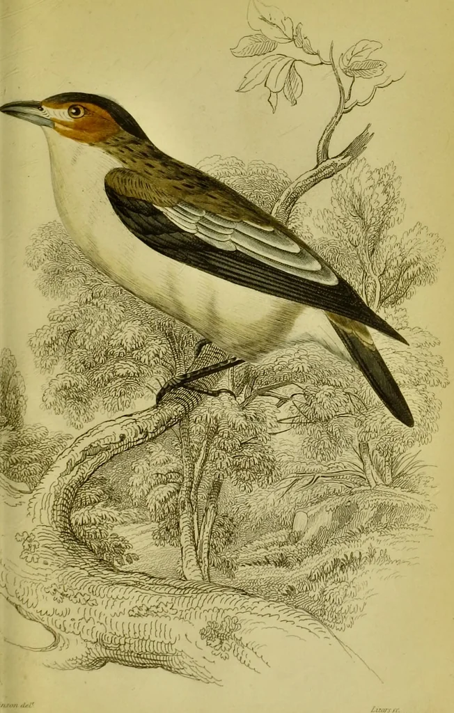 An illustration from The natural arrangement and relations of the family of flycatchers, or muscicapidae / Illustrated by thirty-three coloured plates, with portrait and memoir of Baron Haller., 1838, leaf 277