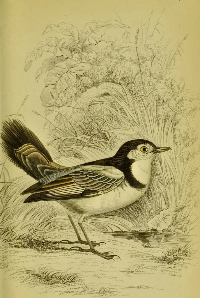 An illustration from The natural arrangement and relations of the family of flycatchers, or muscicapidae / Illustrated by thirty-three coloured plates, with portrait and memoir of Baron Haller., 1838, leaf 289
