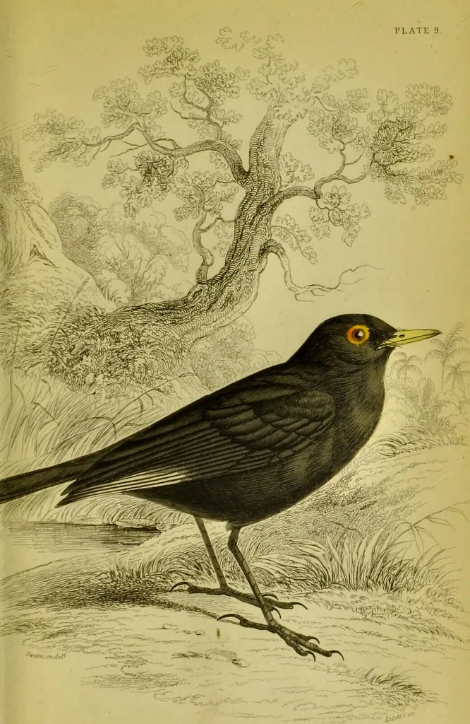 An illustration from The natural arrangement and relations of the family of flycatchers, or muscicapidae / Illustrated by thirty-three coloured plates, with portrait and memoir of Baron Haller., 1838, leaf 301