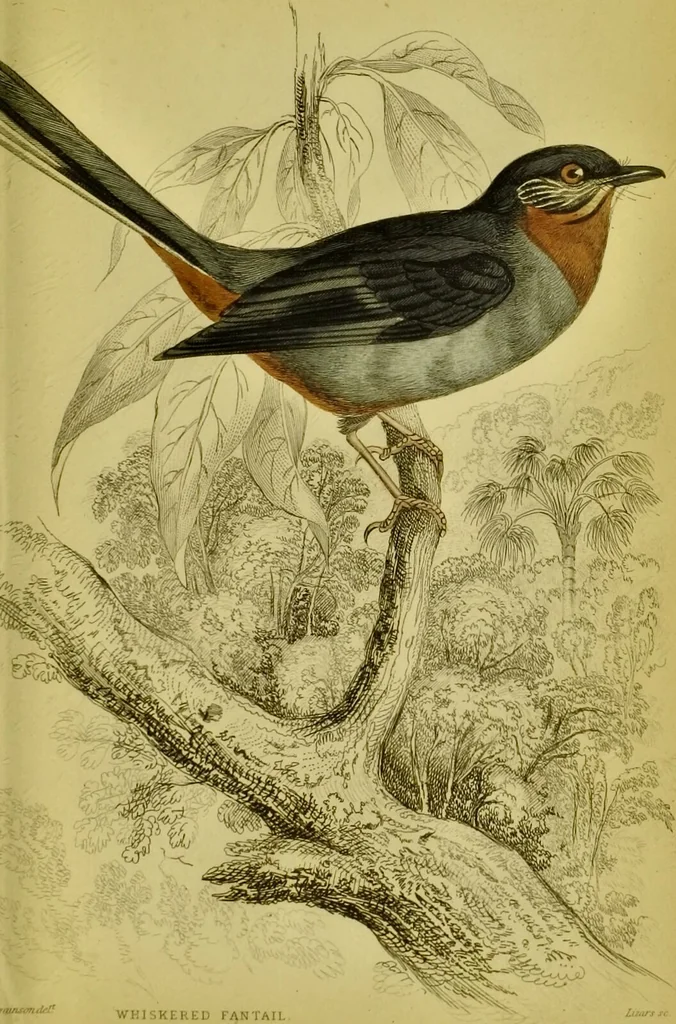 An illustration from The natural arrangement and relations of the family of flycatchers, or muscicapidae / Illustrated by thirty-three coloured plates, with portrait and memoir of Baron Haller., 1838, leaf 317