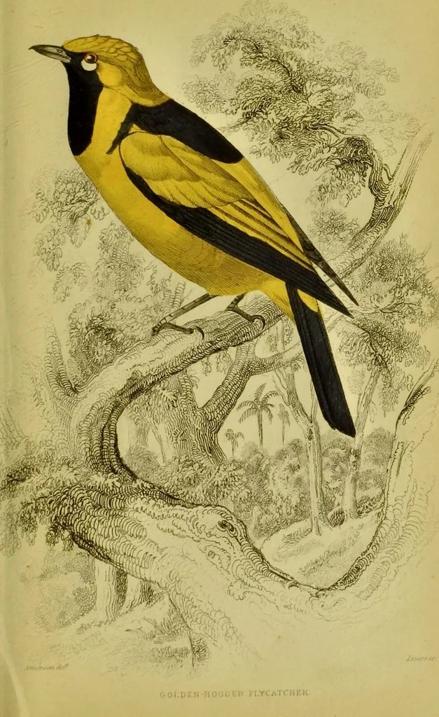 An illustration from The natural arrangement and relations of the family of flycatchers, or muscicapidae / Illustrated by thirty-three coloured plates, with portrait and memoir of Baron Haller., 1838, leaf 321