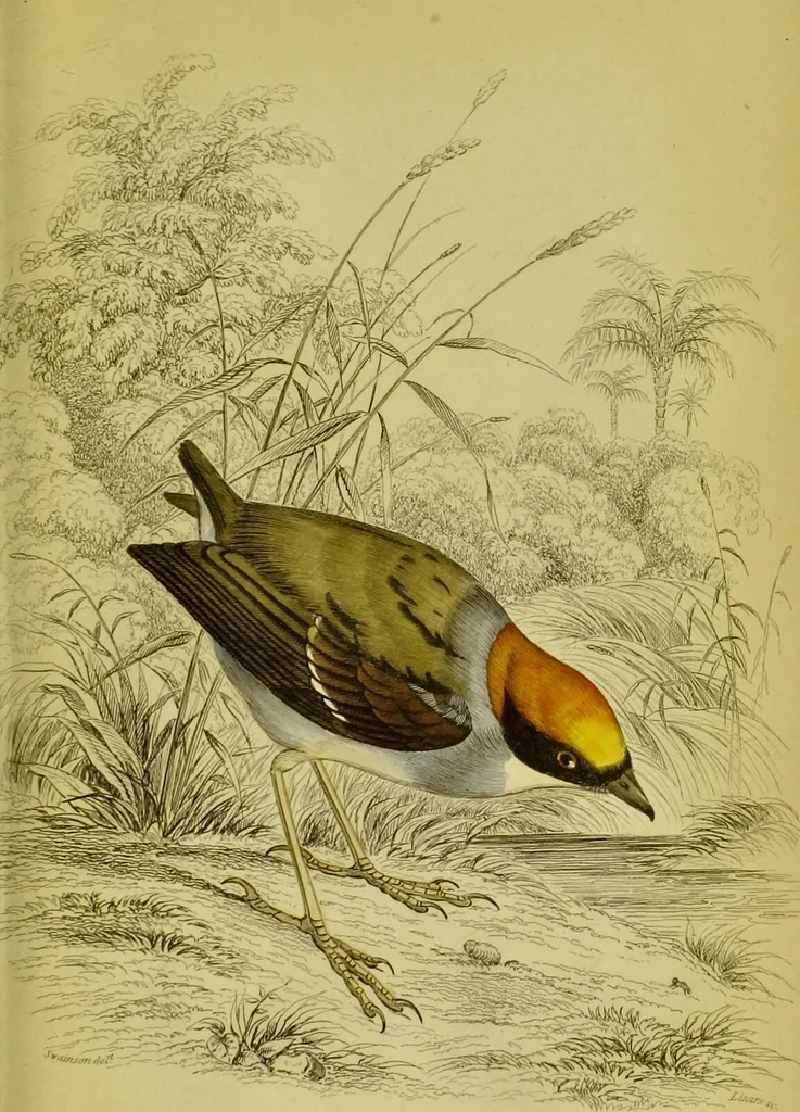 An illustration from The natural arrangement and relations of the family of flycatchers, or muscicapidae / Illustrated by thirty-three coloured plates, with portrait and memoir of Baron Haller., 1838, leaf 331