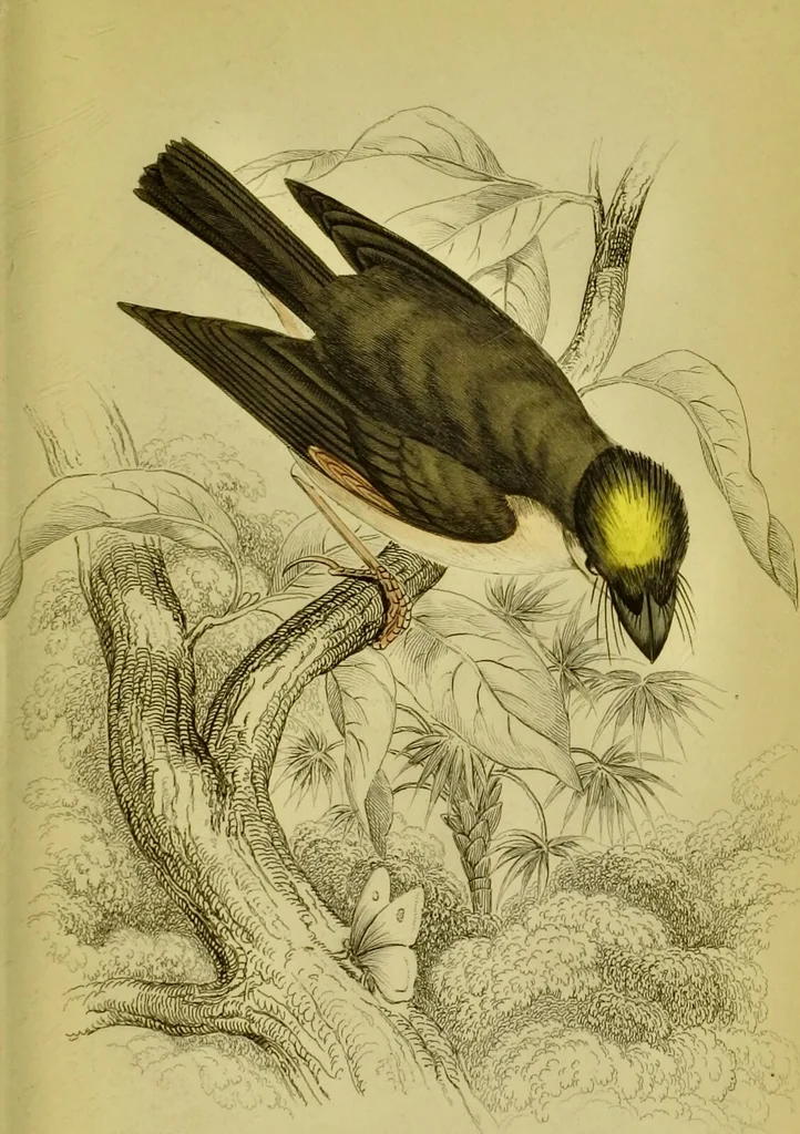 An illustration from The natural arrangement and relations of the family of flycatchers, or muscicapidae / Illustrated by thirty-three coloured plates, with portrait and memoir of Baron Haller., 1838, leaf 335
