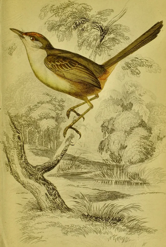 An illustration from The natural arrangement and relations of the family of flycatchers, or muscicapidae / Illustrated by thirty-three coloured plates, with portrait and memoir of Baron Haller., 1838, leaf 347