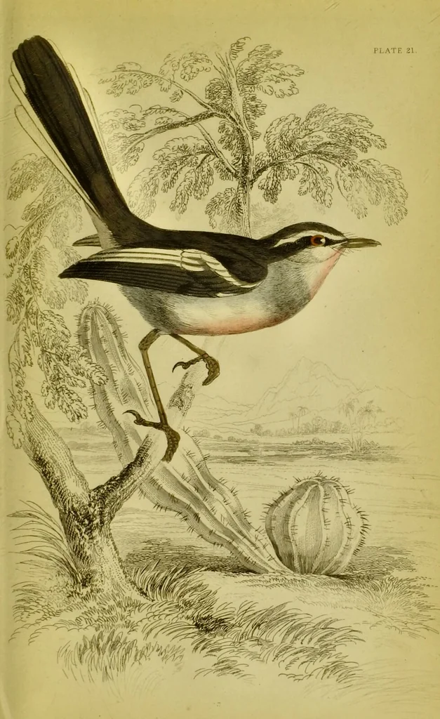 An illustration from The natural arrangement and relations of the family of flycatchers, or muscicapidae / Illustrated by thirty-three coloured plates, with portrait and memoir of Baron Haller., 1838, leaf 351