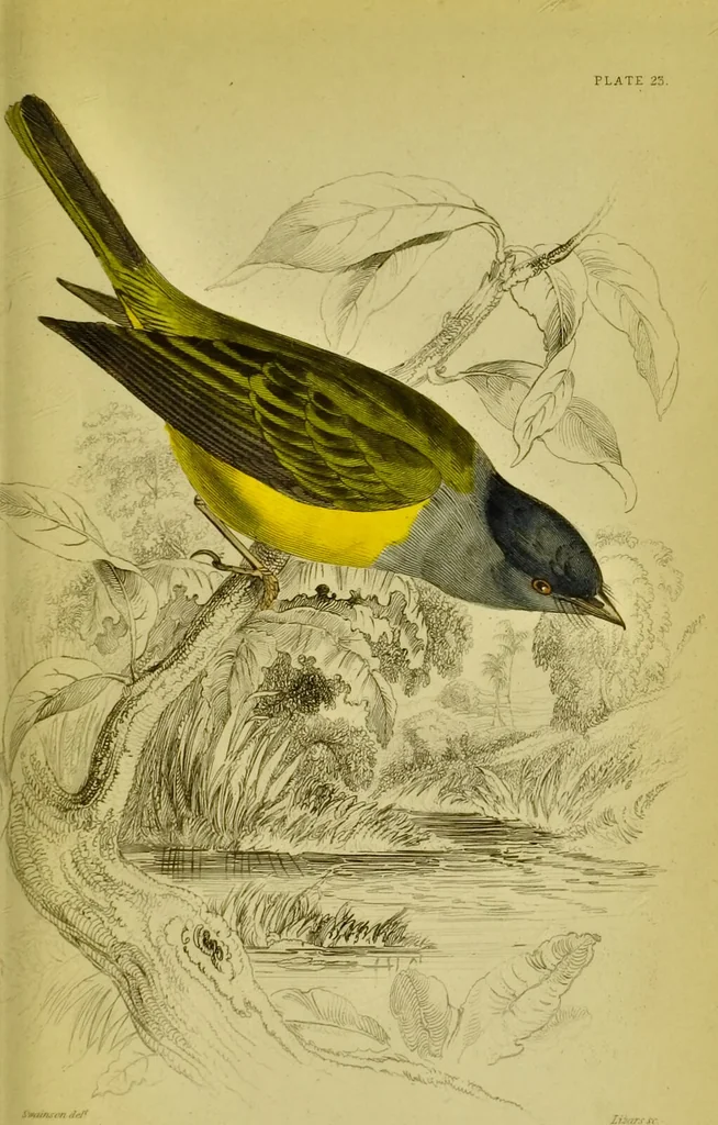 An illustration from The natural arrangement and relations of the family of flycatchers, or muscicapidae / Illustrated by thirty-three coloured plates, with portrait and memoir of Baron Haller., 1838, leaf 359