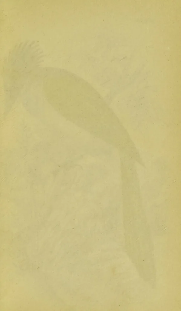 An illustration from The natural arrangement and relations of the family of flycatchers, or muscicapidae / Illustrated by thirty-three coloured plates, with portrait and memoir of Baron Haller., 1838, leaf 361