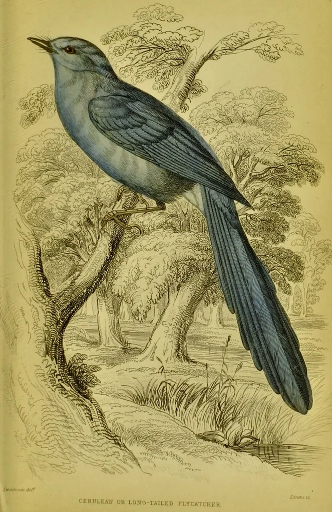 An illustration from The natural arrangement and relations of the family of flycatchers, or muscicapidae / Illustrated by thirty-three coloured plates, with portrait and memoir of Baron Haller., 1838, leaf 367