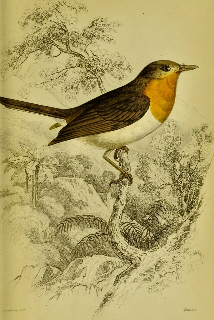 An illustration from The natural arrangement and relations of the family of flycatchers, or muscicapidae / Illustrated by thirty-three coloured plates, with portrait and memoir of Baron Haller., 1838, leaf 375