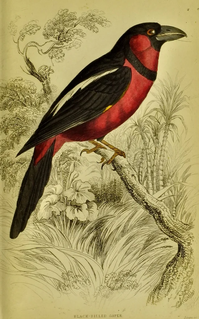 An illustration from The natural arrangement and relations of the family of flycatchers, or muscicapidae / Illustrated by thirty-three coloured plates, with portrait and memoir of Baron Haller., 1838, leaf 383