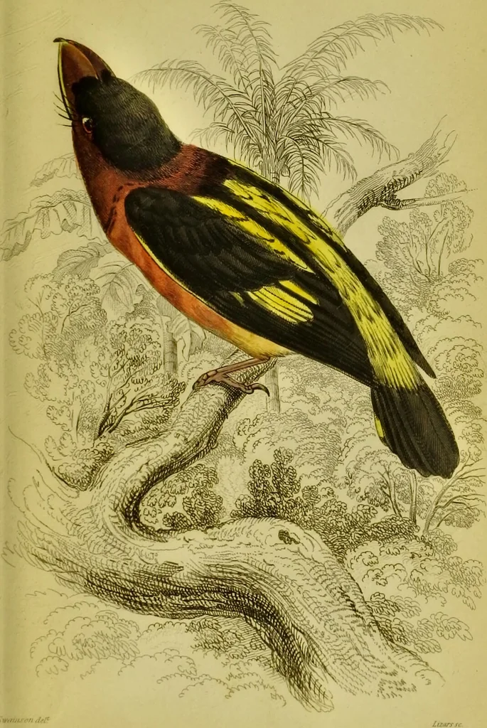 An illustration from The natural arrangement and relations of the family of flycatchers, or muscicapidae / Illustrated by thirty-three coloured plates, with portrait and memoir of Baron Haller., 1838, leaf 387