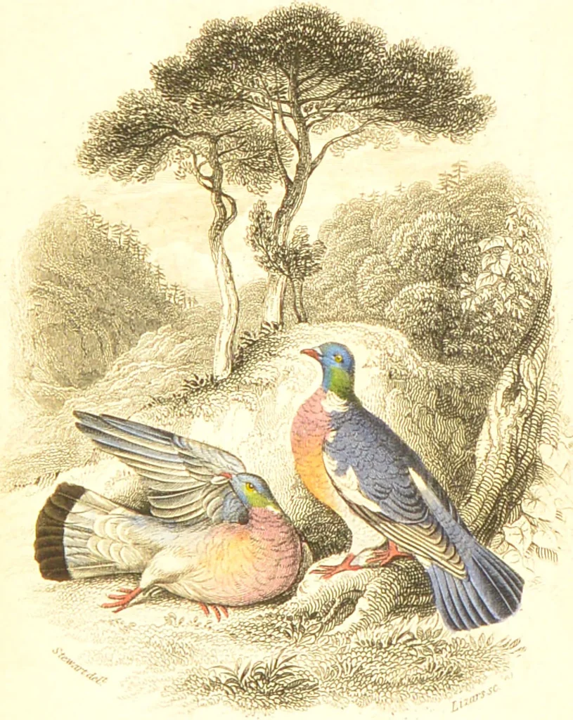 An illustration from The natural history of pigeons / Illustrated by thirty-two plates, coloured, and numerous woodcuts. With memoir of Pliny by Andrew Crichton., 1835, leaf 11