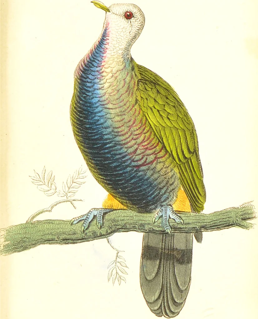An illustration from The natural history of pigeons / Illustrated by thirty-two plates, coloured, and numerous woodcuts. With memoir of Pliny by Andrew Crichton., 1835, leaf 135