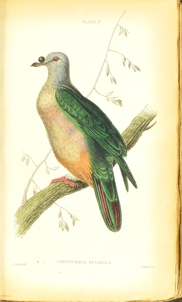 An illustration from The natural history of pigeons / Illustrated by thirty-two plates, coloured, and numerous woodcuts. With memoir of Pliny by Andrew Crichton., 1835, leaf 140