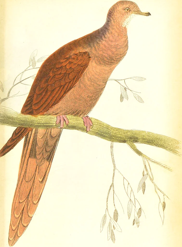 An illustration from The natural history of pigeons / Illustrated by thirty-two plates, coloured, and numerous woodcuts. With memoir of Pliny by Andrew Crichton., 1835, leaf 146