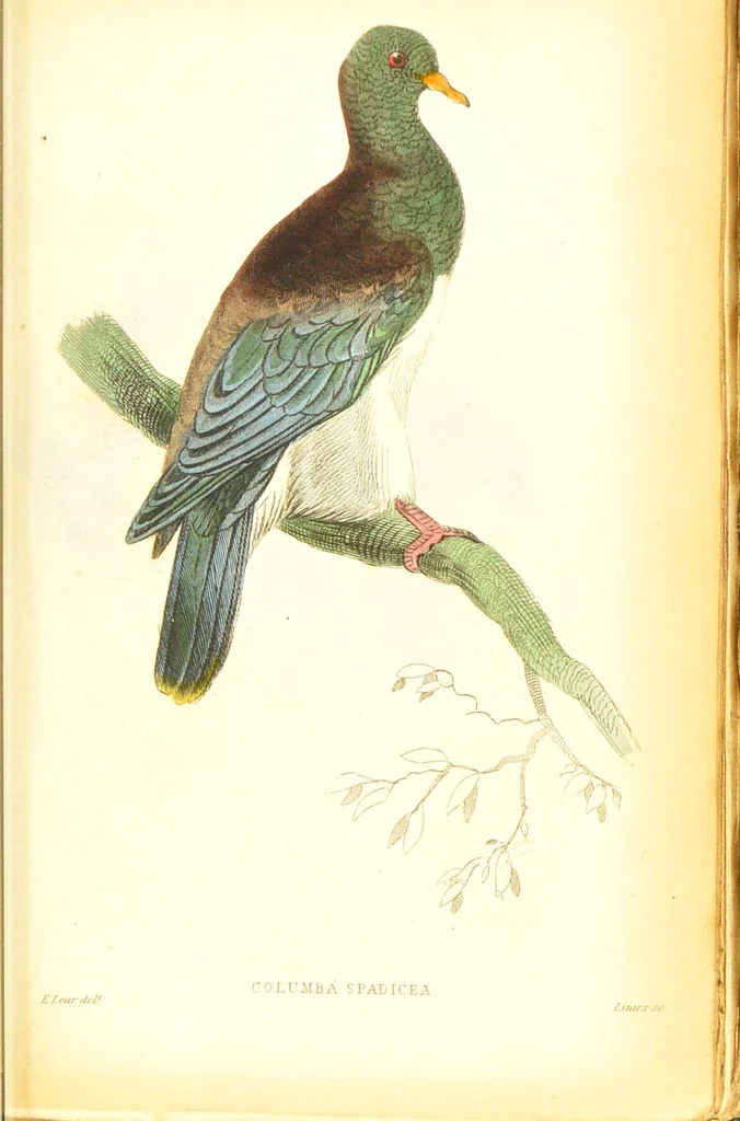 An illustration from The natural history of pigeons / Illustrated by thirty-two plates, coloured, and numerous woodcuts. With memoir of Pliny by Andrew Crichton., 1835, leaf 154