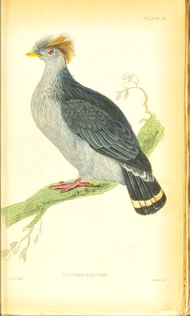 An illustration from The natural history of pigeons / Illustrated by thirty-two plates, coloured, and numerous woodcuts. With memoir of Pliny by Andrew Crichton., 1835, leaf 158