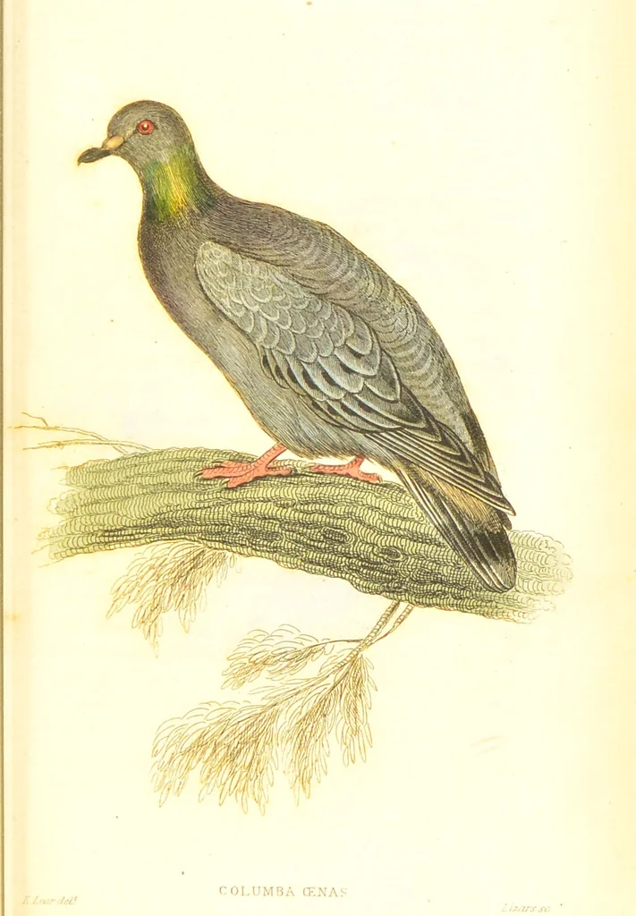 An illustration from The natural history of pigeons / Illustrated by thirty-two plates, coloured, and numerous woodcuts. With memoir of Pliny by Andrew Crichton., 1835, leaf 174