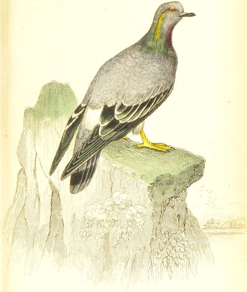 An illustration from The natural history of pigeons / Illustrated by thirty-two plates, coloured, and numerous woodcuts. With memoir of Pliny by Andrew Crichton., 1835, leaf 180