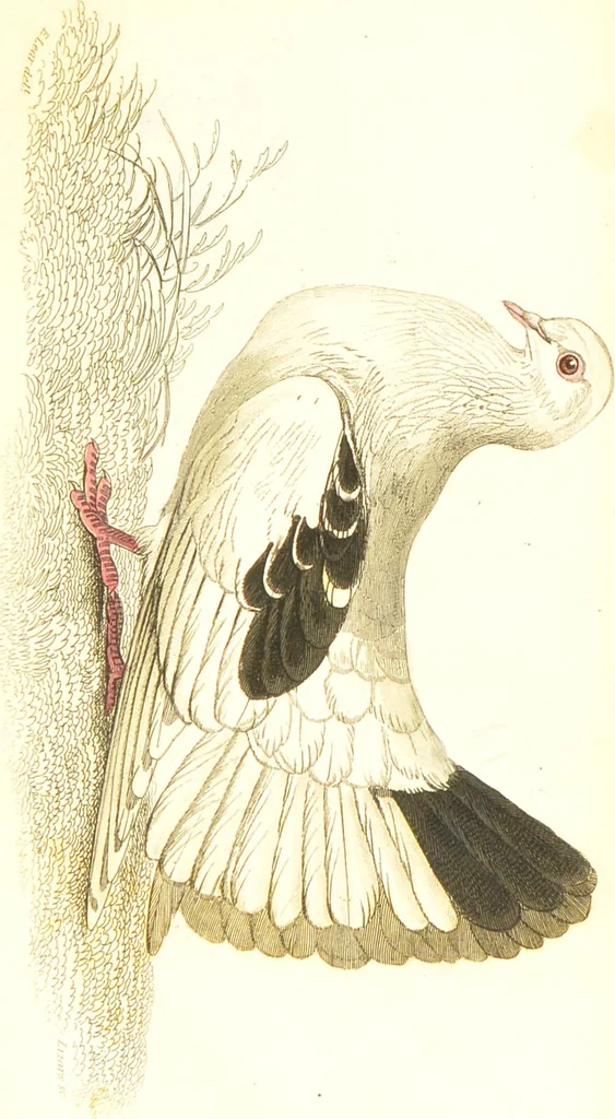 An illustration from The natural history of pigeons / Illustrated by thirty-two plates, coloured, and numerous woodcuts. With memoir of Pliny by Andrew Crichton., 1835, leaf 192