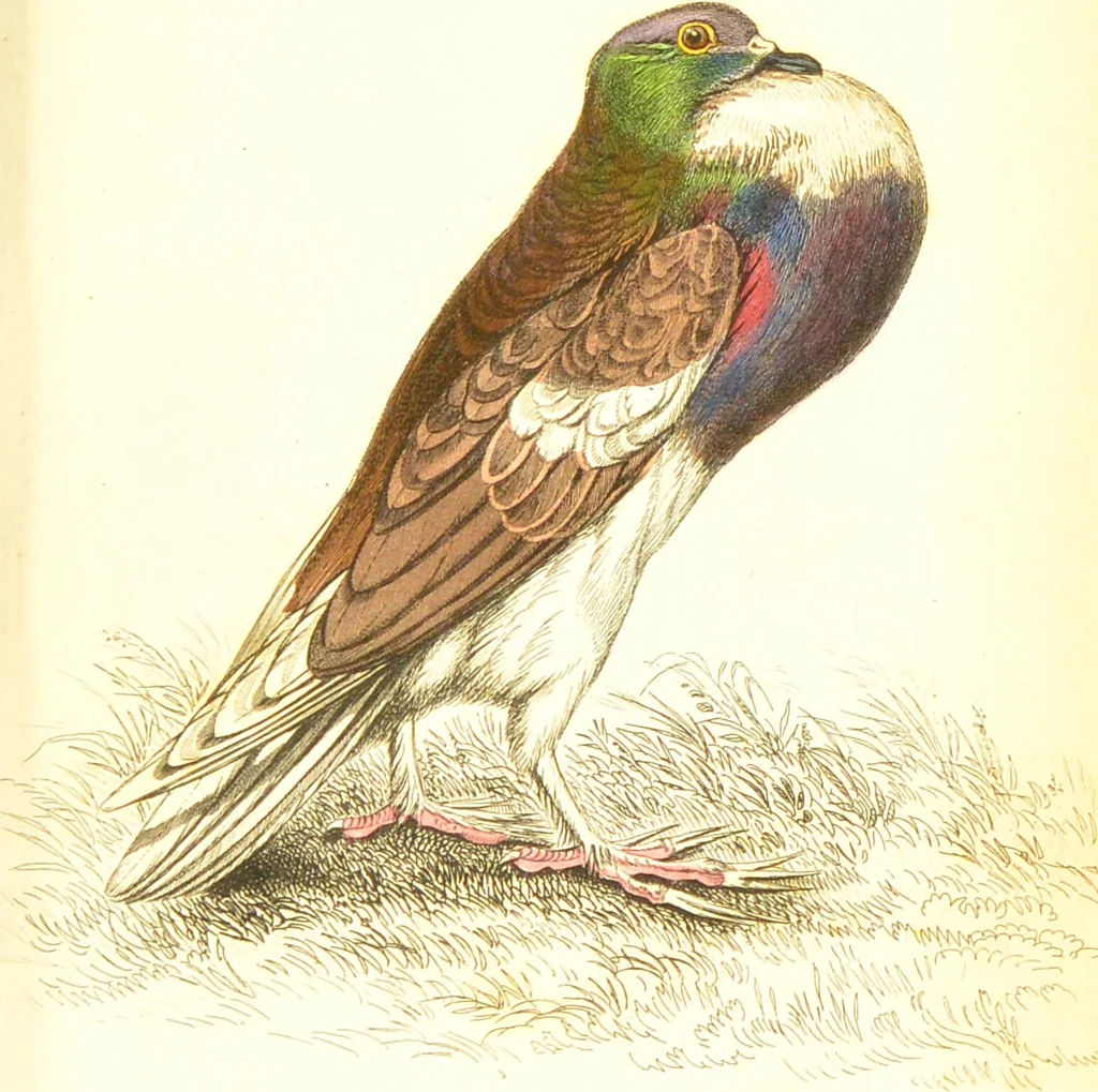 An illustration from The natural history of pigeons / Illustrated by thirty-two plates, coloured, and numerous woodcuts. With memoir of Pliny by Andrew Crichton., 1835, leaf 200