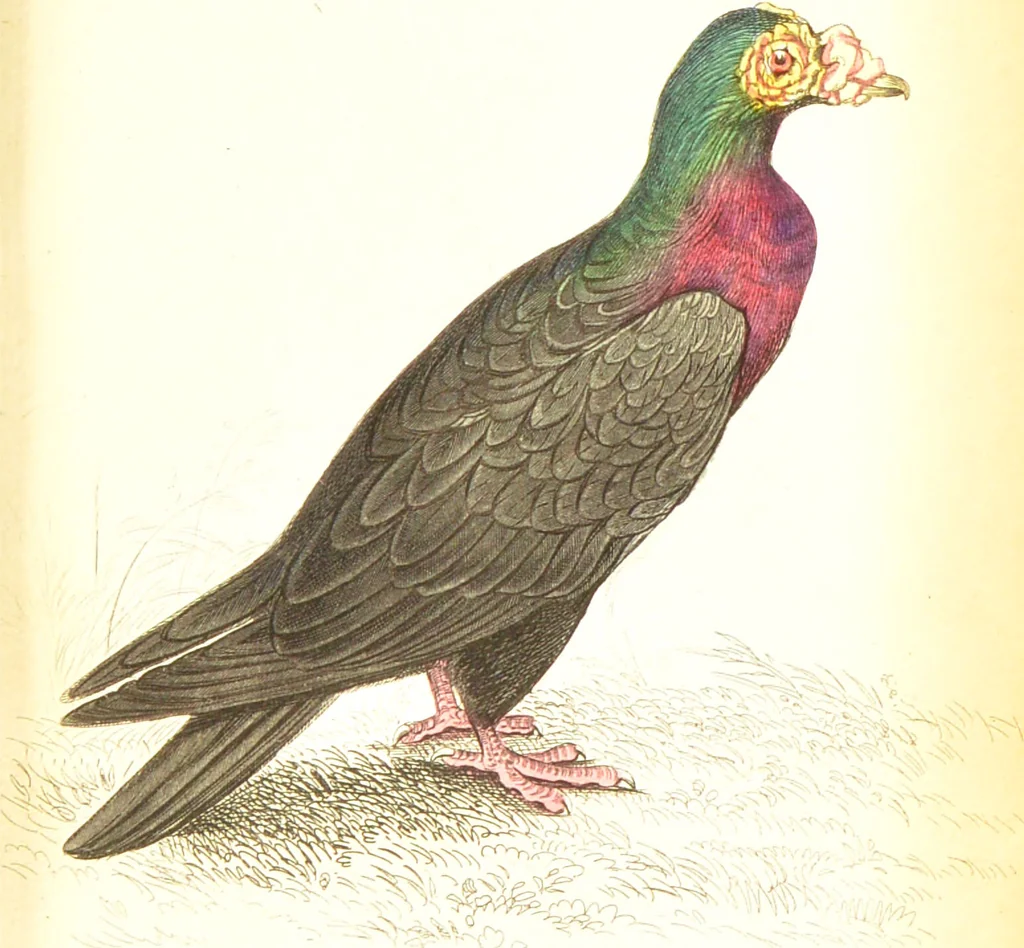 An illustration from The natural history of pigeons / Illustrated by thirty-two plates, coloured, and numerous woodcuts. With memoir of Pliny by Andrew Crichton., 1835, leaf 206