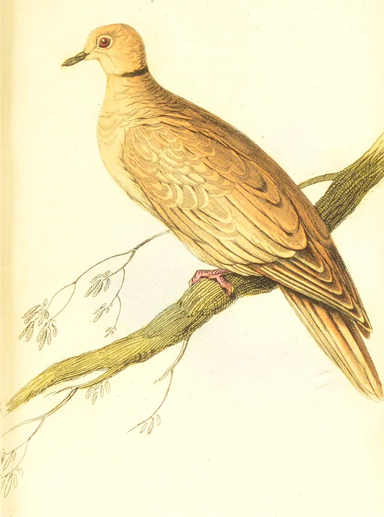 An illustration from The natural history of pigeons / Illustrated by thirty-two plates, coloured, and numerous woodcuts. With memoir of Pliny by Andrew Crichton., 1835, leaf 214