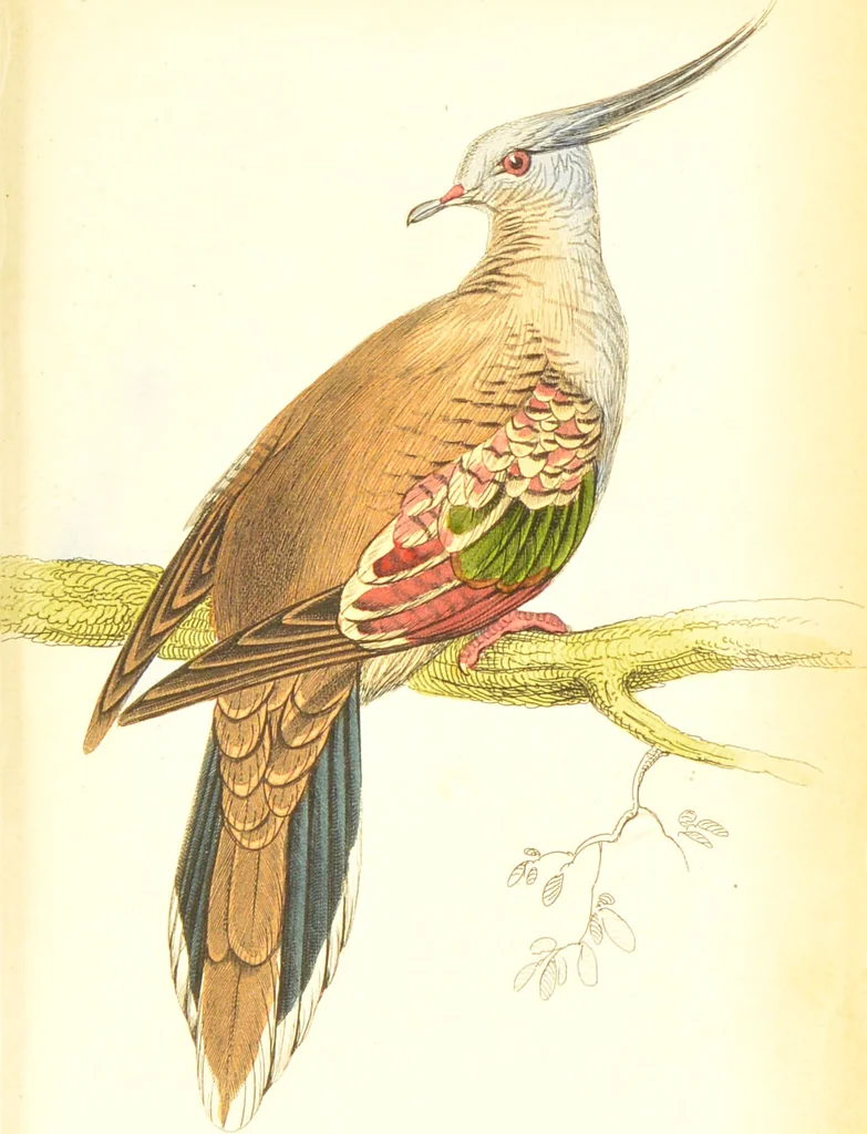 An illustration from The natural history of pigeons / Illustrated by thirty-two plates, coloured, and numerous woodcuts. With memoir of Pliny by Andrew Crichton., 1835, leaf 220