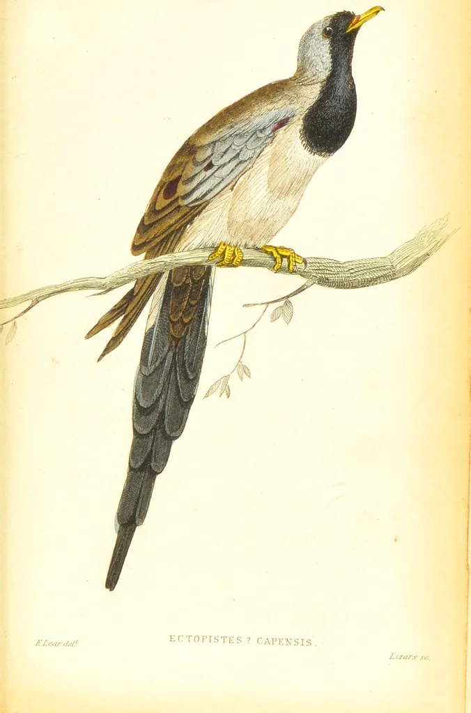 An illustration from The natural history of pigeons / Illustrated by thirty-two plates, coloured, and numerous woodcuts. With memoir of Pliny by Andrew Crichton., 1835, leaf 238