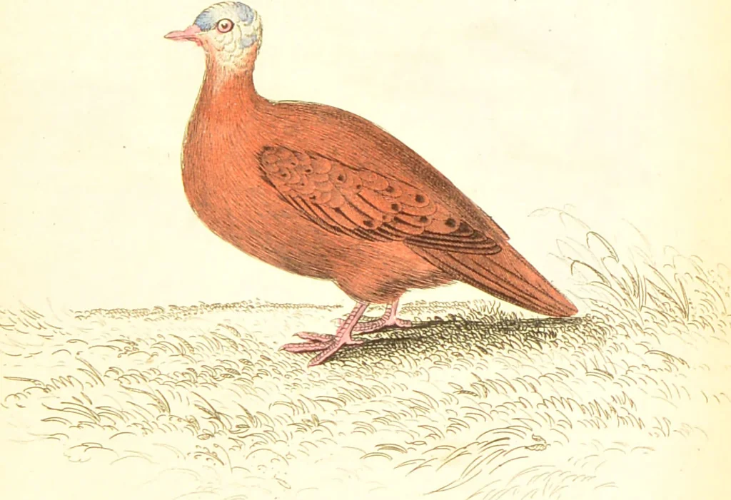 An illustration from The natural history of pigeons / Illustrated by thirty-two plates, coloured, and numerous woodcuts. With memoir of Pliny by Andrew Crichton., 1835, leaf 254