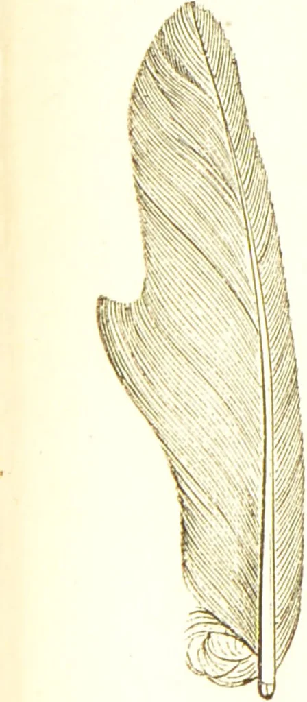 An illustration from The natural history of pigeons / Illustrated by thirty-two plates, coloured, and numerous woodcuts. With memoir of Pliny by Andrew Crichton., 1835, leaf 256