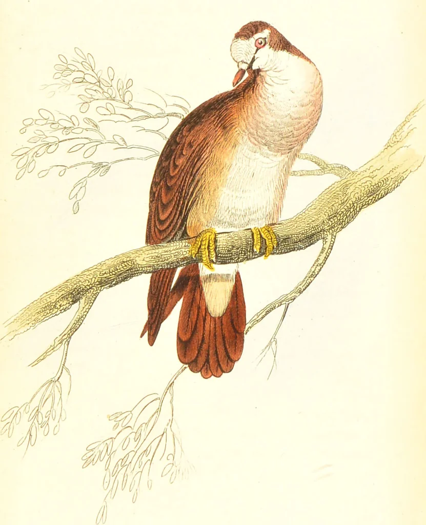 An illustration from The natural history of pigeons / Illustrated by thirty-two plates, coloured, and numerous woodcuts. With memoir of Pliny by Andrew Crichton., 1835, leaf 260