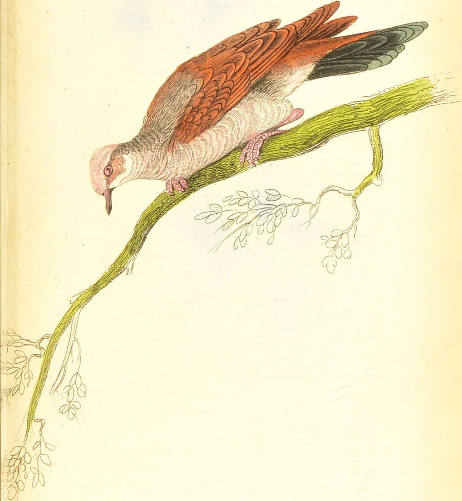 An illustration from The natural history of pigeons / Illustrated by thirty-two plates, coloured, and numerous woodcuts. With memoir of Pliny by Andrew Crichton., 1835, leaf 264