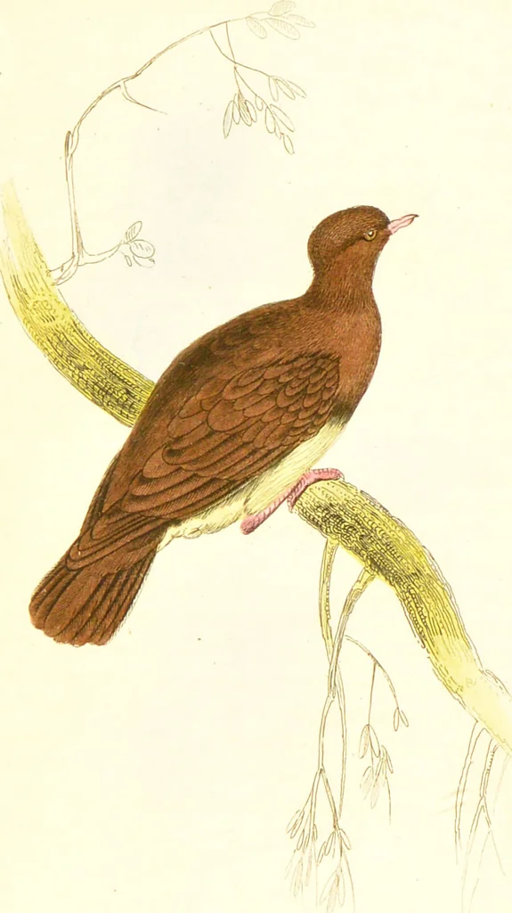 An illustration from The natural history of pigeons / Illustrated by thirty-two plates, coloured, and numerous woodcuts. With memoir of Pliny by Andrew Crichton., 1835, leaf 268