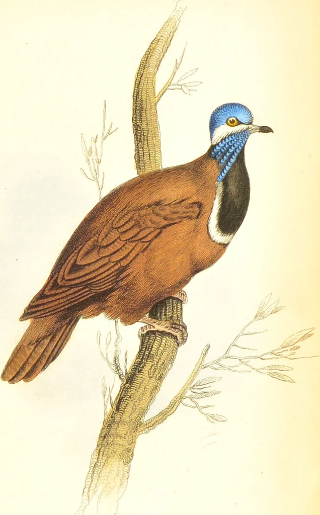 An illustration from The natural history of pigeons / Illustrated by thirty-two plates, coloured, and numerous woodcuts. With memoir of Pliny by Andrew Crichton., 1835, leaf 280