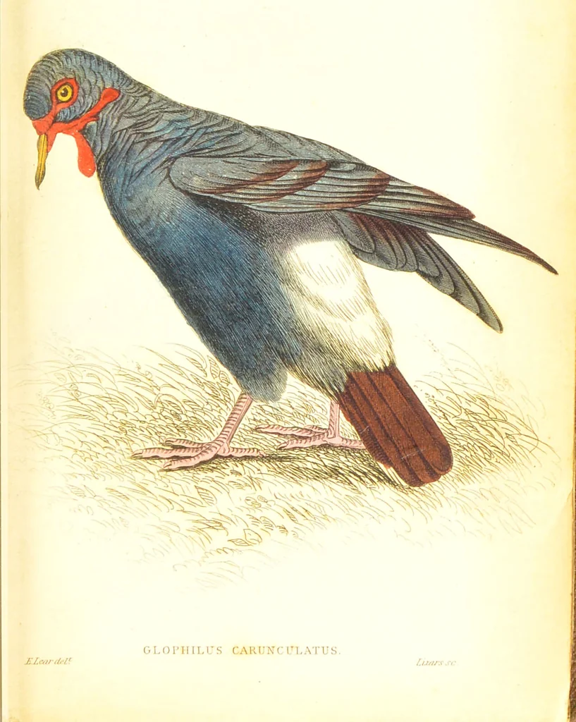 An illustration from The natural history of pigeons / Illustrated by thirty-two plates, coloured, and numerous woodcuts. With memoir of Pliny by Andrew Crichton., 1835, leaf 284