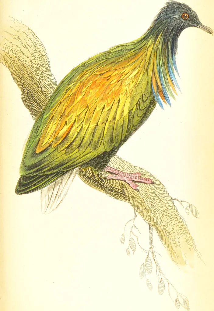 An illustration from The natural history of pigeons / Illustrated by thirty-two plates, coloured, and numerous woodcuts. With memoir of Pliny by Andrew Crichton., 1835, leaf 288