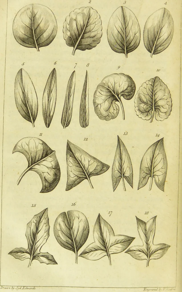 An illustration from A botanical dictionary: or elements of systematic and philosophical botany / [Colin Milne]., 1805, leaf 688